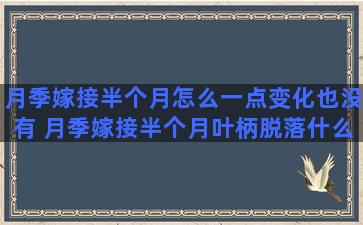 月季嫁接半个月怎么一点变化也没有 月季嫁接半个月叶柄脱落什么原因